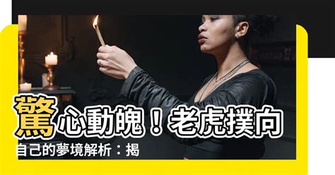 夢見老虎撲向自己|夢見老虎/夢到老虎